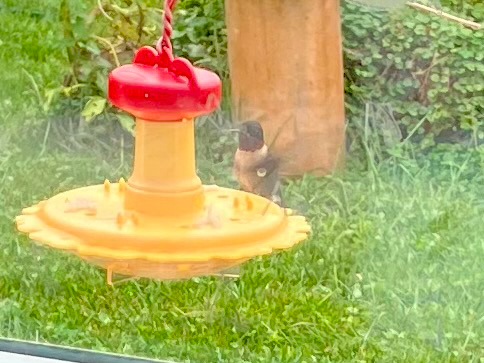 Ruby-throated Hummingbird