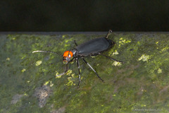 Epicauta mannerheimi