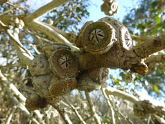 Eucalyptus serraensis