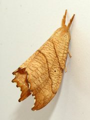 Drepana bilineata