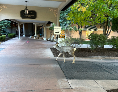 Mule Deer