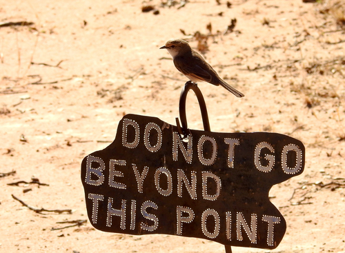 iNaturalist image