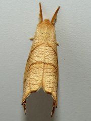 Drepana bilineata