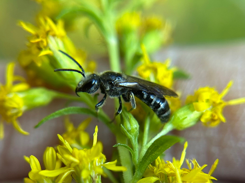 Leathery Sweat Bee photo 4