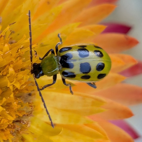 Spotted Cucumber Beetle