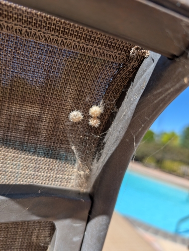 Brown Widow