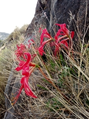 Sprekelia formosissima