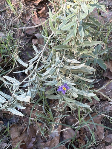 silverleaf nightshade