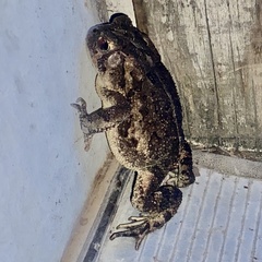 Anaxyrus terrestris