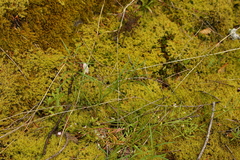 Perideridia gairdneri