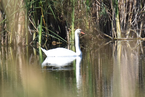Mute Swan