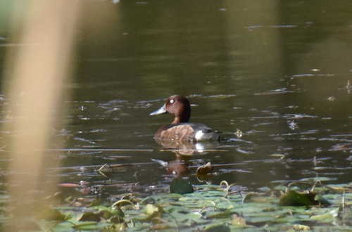 Ferruginous Duck