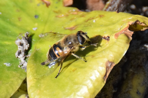 Common Drone Fly