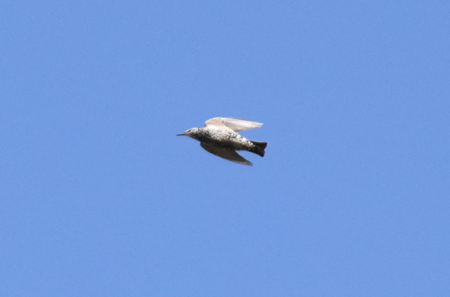 European Starling