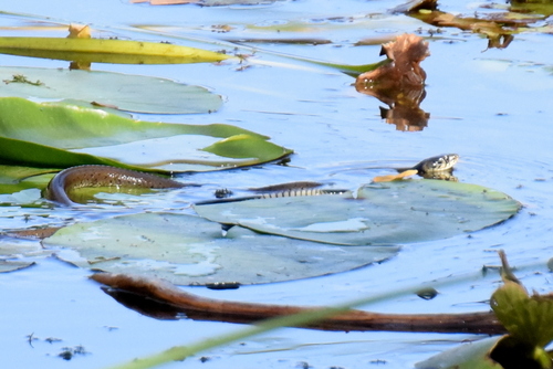 grass snake