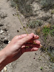 Scrophularia atrata