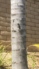 Sceloporus occidentalis