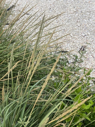 Sporobolus domingensis observed 2026-10-02
