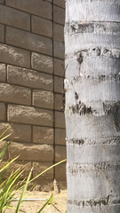 Sceloporus occidentalis