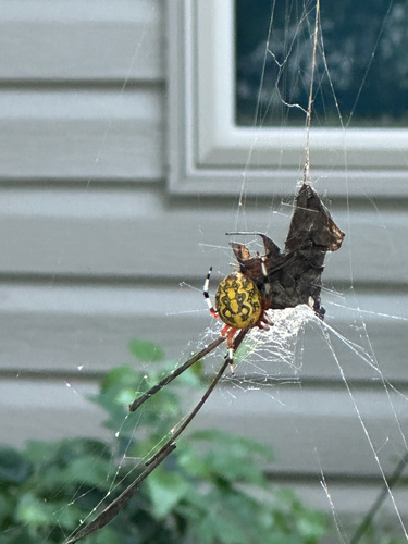 Marbled Orbweaver