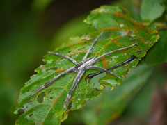 Nilus