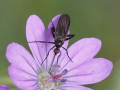 Empis pennipes