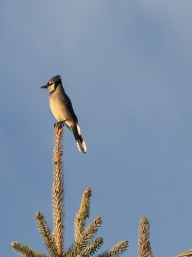 Blue Jay
