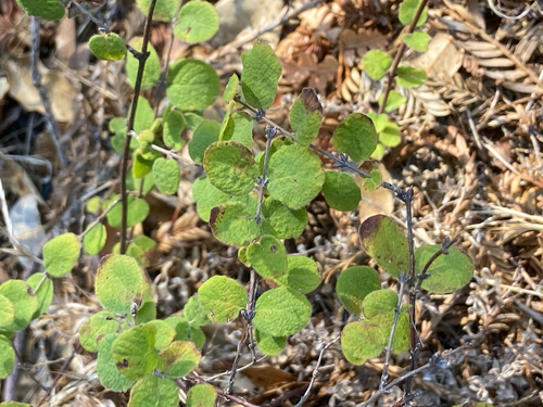 Symphoricarpos mollis observed 2026-10-05