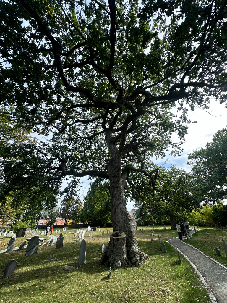 A broad old oak whose whole crown is still dark green, over a lawn of gravestones.