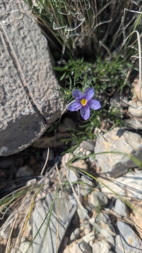 Prickleaf Gilia