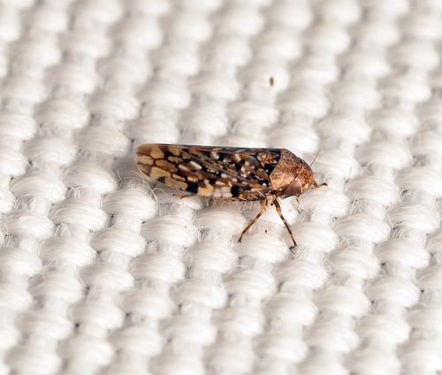 Xestocephalus, 2026-09-09
