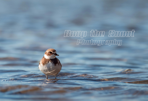 Semipalmated Plover
