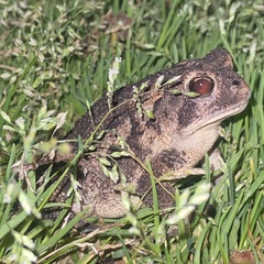 Anaxyrus terrestris