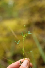 Trifolium oliganthum