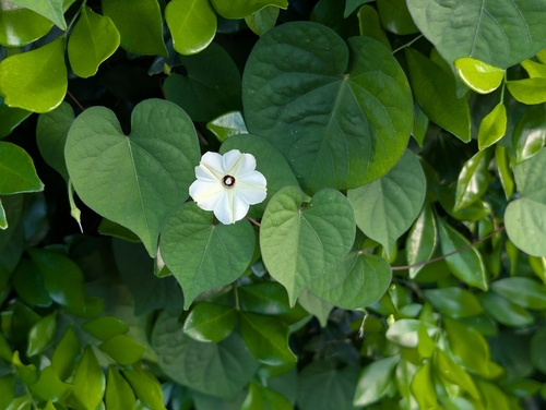 Ipomoea obscura observed 2026-10-05