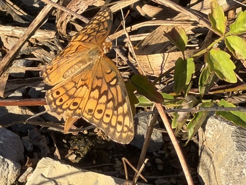 Variegated Fritillary
