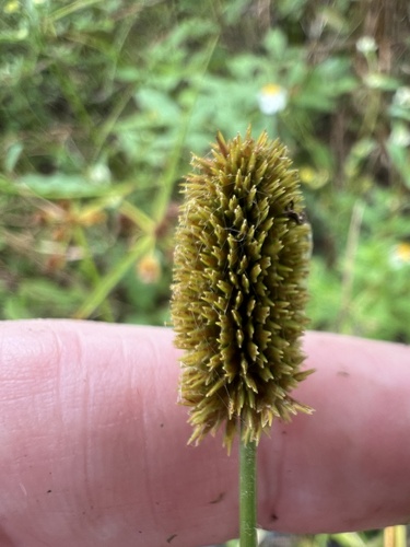 Cyperus ovatus, 2026-10-05