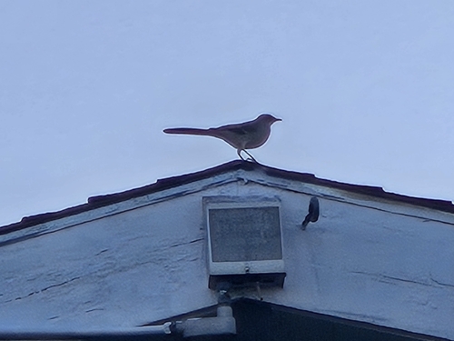 Northern Mockingbird