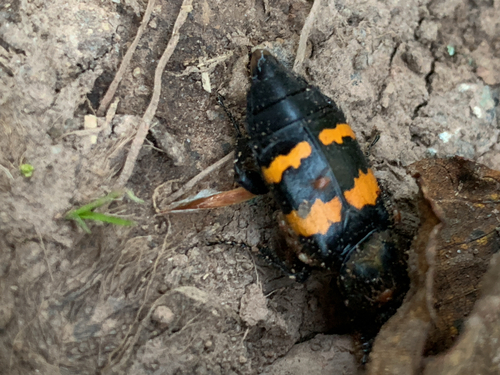 Tomentose Burying Beetle