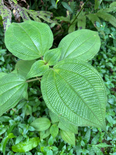 Sciaphila observed 2026-10-04