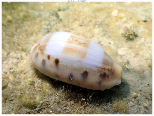 Cypraea caurica observed 2026-10-03