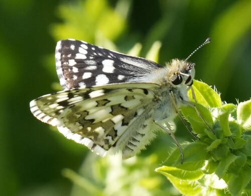 Common Checkered-Skipper