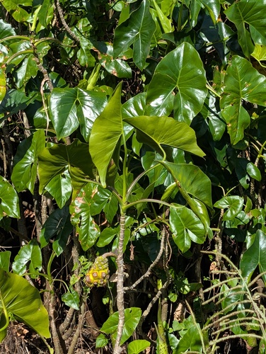 Montrichardia arborescens observed 2026-10-03