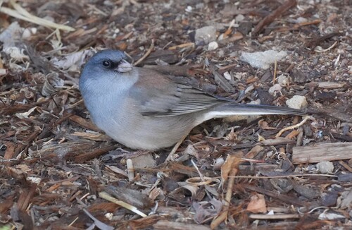 Dark-eyed Junco