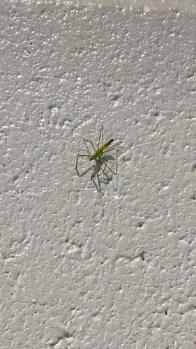 Pale Green Assassin Bug