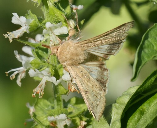 Corn Earworm Moth
