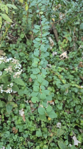 Japanese barberry