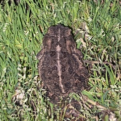 Anaxyrus terrestris