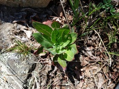Oenothera clelandii