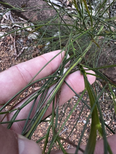 Acacia extensa observed 2026-10-06